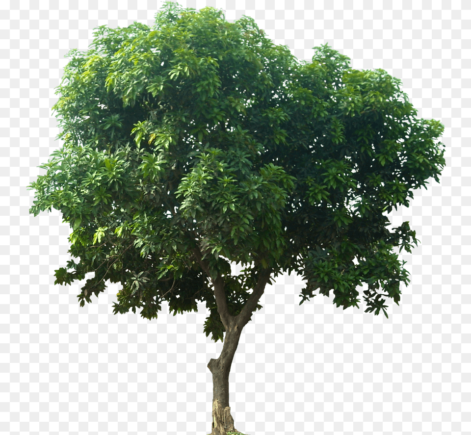 Fruit Tree Mangifera Indica Tree For Architectural Rendering, Plant, Tree Trunk, Oak, Sycamore Free Png Download
