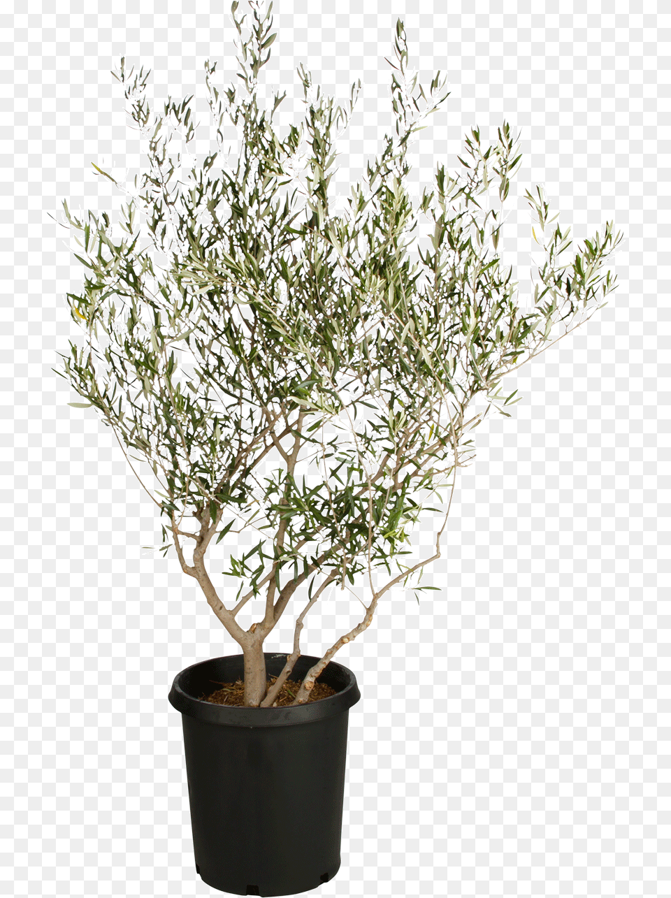 Download Fruitless Olive Tree Background Olive Tree, Plant, Potted Plant, Leaf, Herbal Free Png