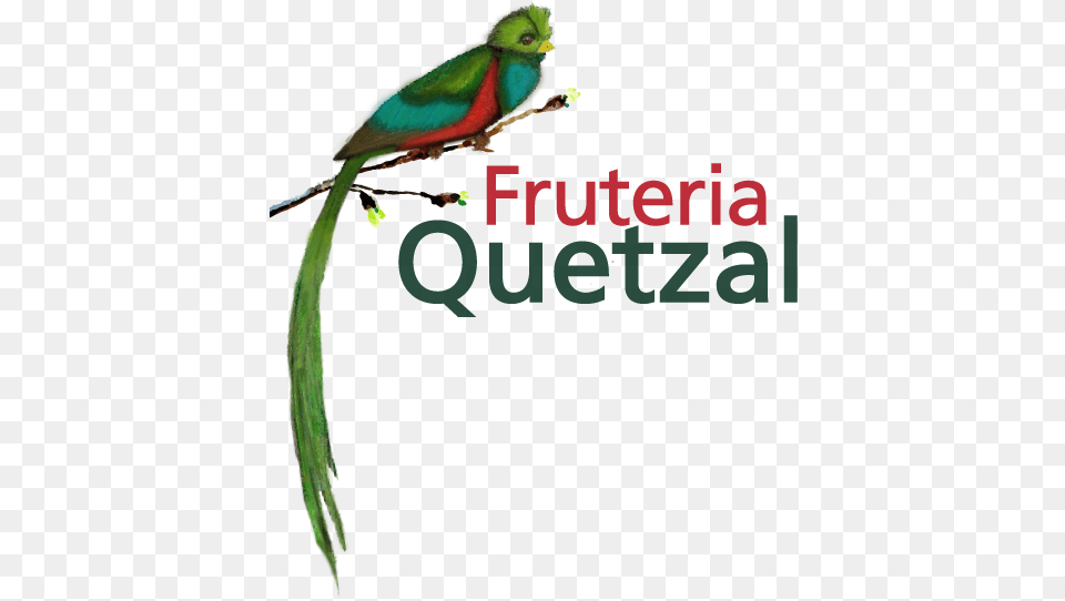 Fruteria Quetzal Quetzal, Animal, Beak, Bird, Parakeet Free Png Download