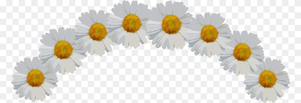 Download Ftestickers Sticker Daisy Flower Crown Full Flower Crown Transparent Sticker, Plant, Petal, Flower Arrangement Free Png