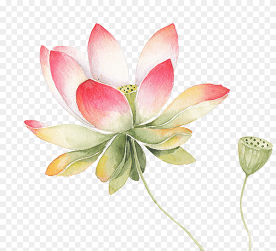 Download Ftestickers Watercolor Flower Lotus Pink Sacred Lotus Flower Watercolor, Dahlia, Petal, Plant, Bud Png Image