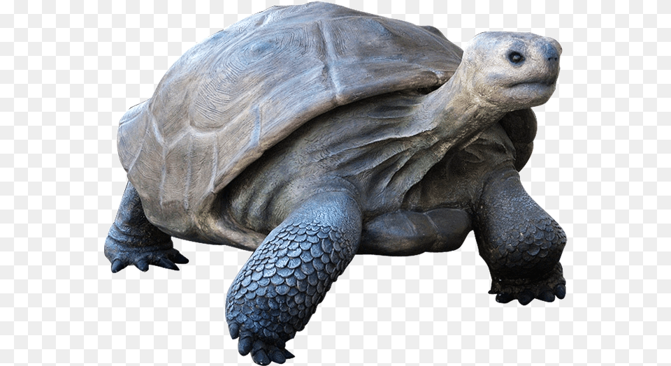 Download Galapagos Tortoise Turtle, Animal, Reptile, Sea Life Free Transparent Png