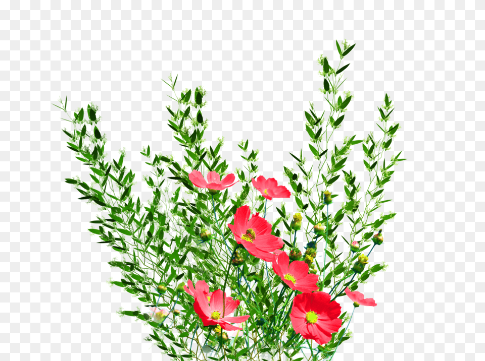 Garden Background Format Real Flower, Flower Arrangement, Flower Bouquet, Plant, Petal Free Png Download