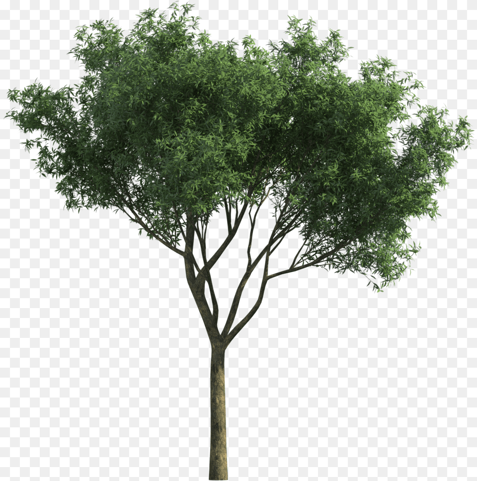 Download Garden For Tree Tortilis Green Photoscape Vachellia Pt Corpus Prima Mandiri, Plant, Tree Trunk, Oak, Sycamore Free Png