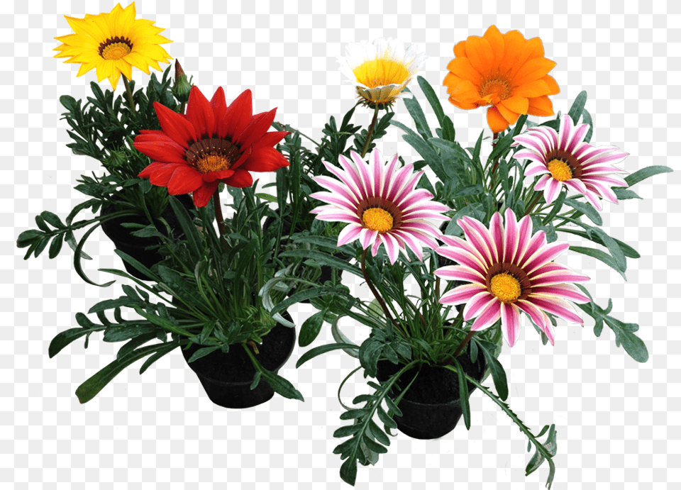 Download Gazania Photos African Daisies, Flower, Plant, Flower Arrangement, Flower Bouquet Free Transparent Png