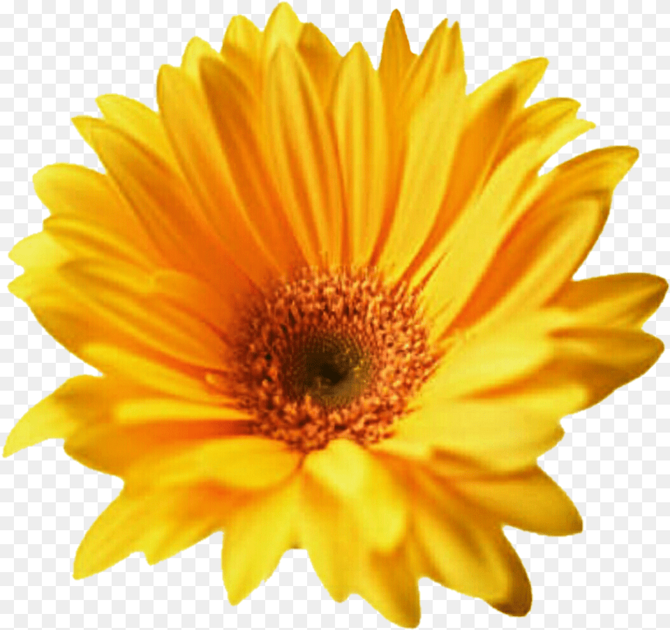 Download Gerbera Transparent For Designing Projects Summer Flowers Cut Out, Daisy, Flower, Petal, Plant Png Image