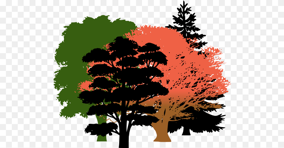 Download Get High Quality Hd Wallpapers Oak Tree Pine Tree Silhouette, Plant, Art, Painting, Potted Plant Free Transparent Png