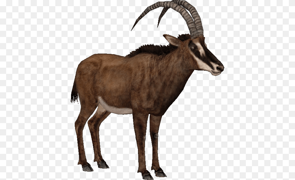 Giant Sable Antelope F Antelope, Animal, Mammal, Wildlife, Gazelle Free Png Download