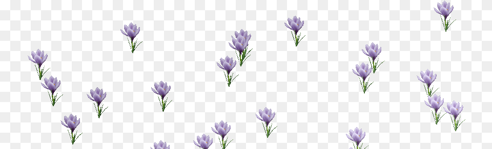 Download Gif Transparent Background U0026 Base Animated Flowers Blooming Gif, Flower, Plant, Petal, Purple Png