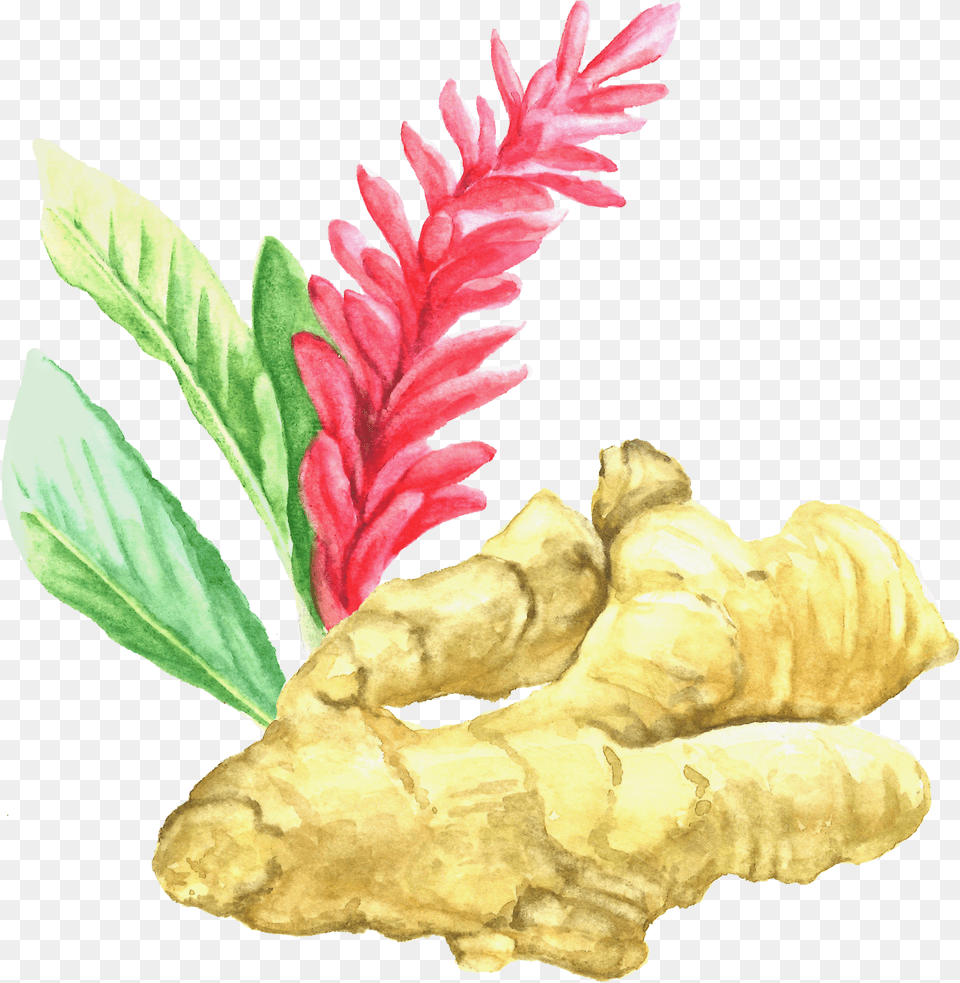 Download Ginger Root Ginger Root Plant Flower, Food, Spice Free Png