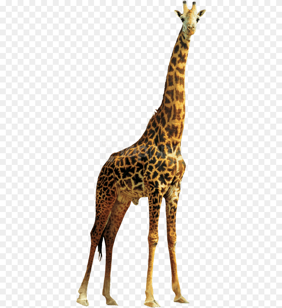 Giraffe High Quality Images Giraffe, Animal, Mammal, Wildlife Free Png Download