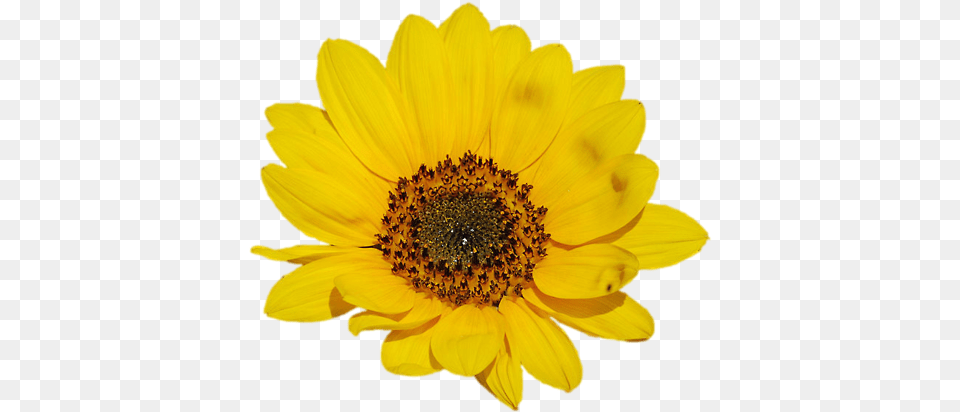 Download Go To Image Sunflower, Daisy, Flower, Plant, Pollen Free Transparent Png