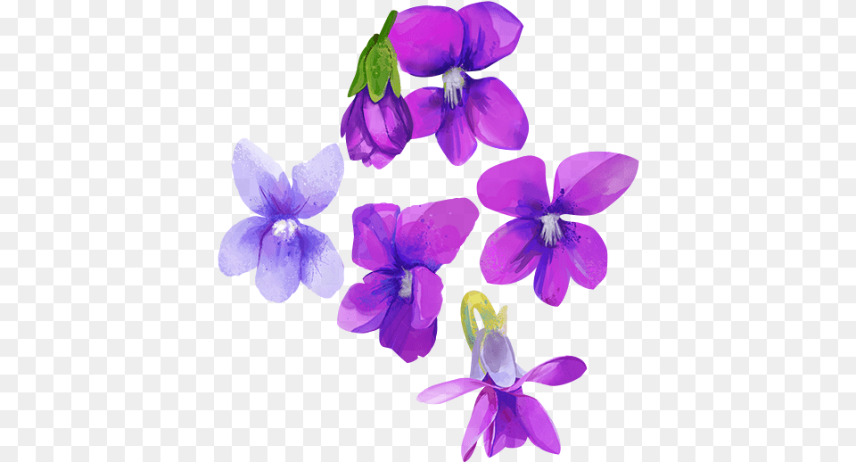 Download Go To Watercolor Purple Flower Lovely, Plant, Iris, Geranium, Petal Png Image