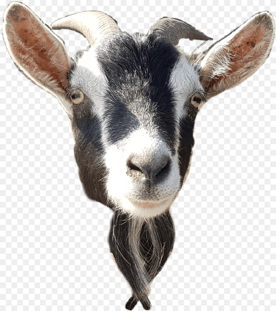 Download Goat Sticker Goat Head, Livestock, Animal, Mammal, Sheep Free Transparent Png