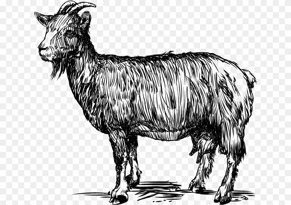 Download Goats In Crete Goat Line Vector Image Transparent Goat Vector, Animal, Mammal, Horse, Livestock Free Png