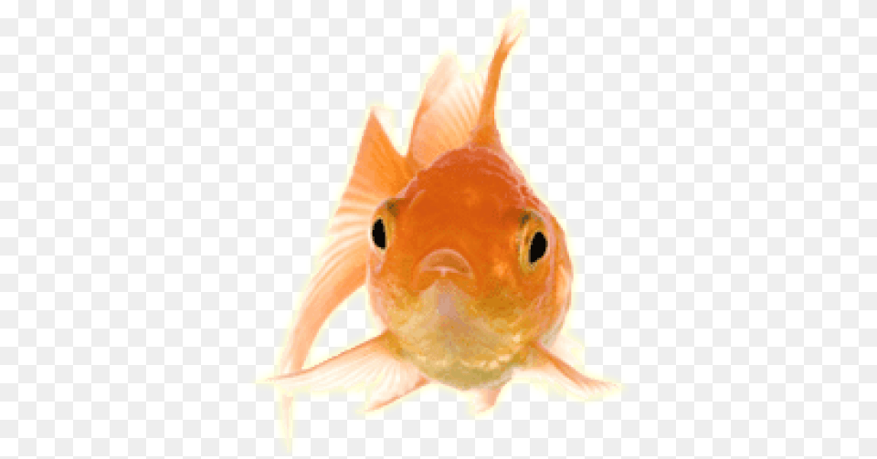 Download Gold Fish Front Fish Front, Animal, Sea Life, Goldfish, Shark Png