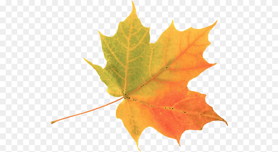 Gold Leaf Autumn Leaf Image With No Simple Autumn Leaf, Plant, Tree, Maple, Maple Leaf Free Png Download