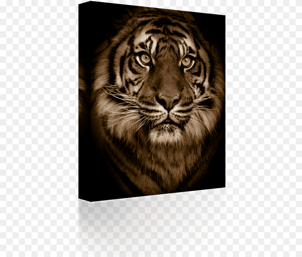 Download Golden Bengal Tiger Green Eyes Big Tiger Dramatic, Animal, Mammal, Wildlife Free Png