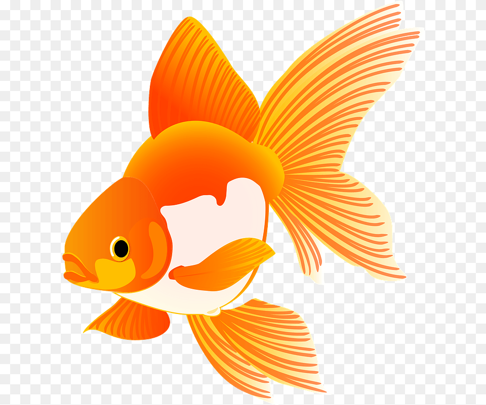 Download Goldfish Fish Clipart Hd Gold Fish Clipart, Animal, Sea Life Free Png