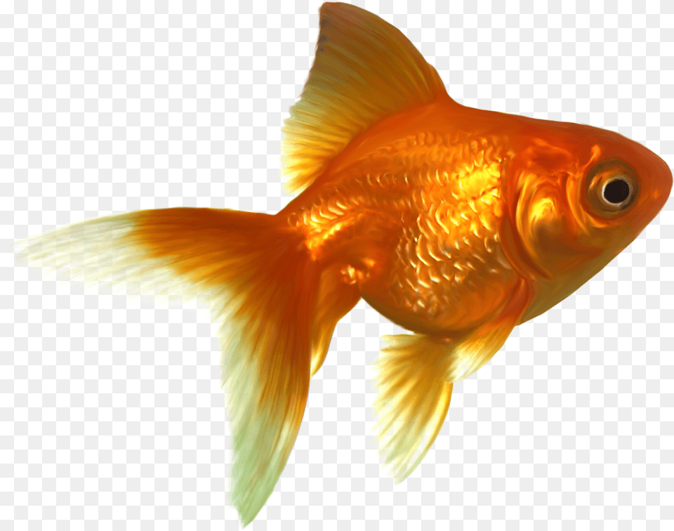 Download Goldfish Free Goldfish, Animal, Fish, Sea Life Png Image