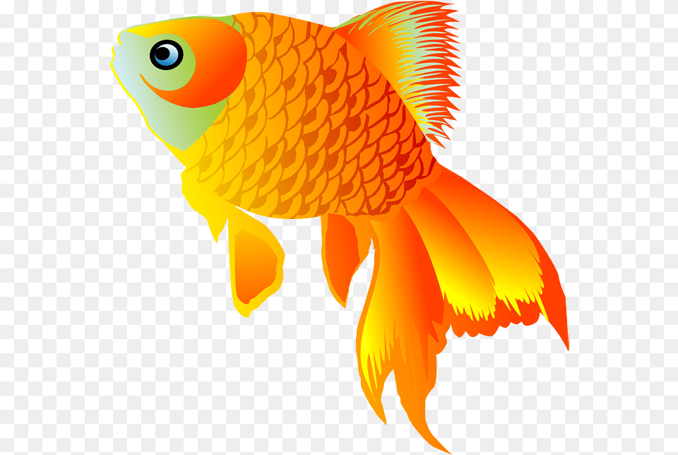 Goldfish Image With No Background Gold Fish, Animal, Sea Life, Bird Free Png Download