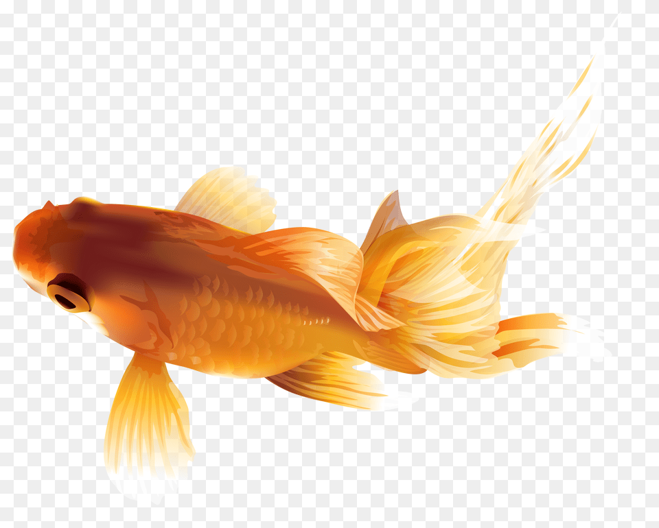 Download Goldfish Image With No Telescpio Peixe Free Png