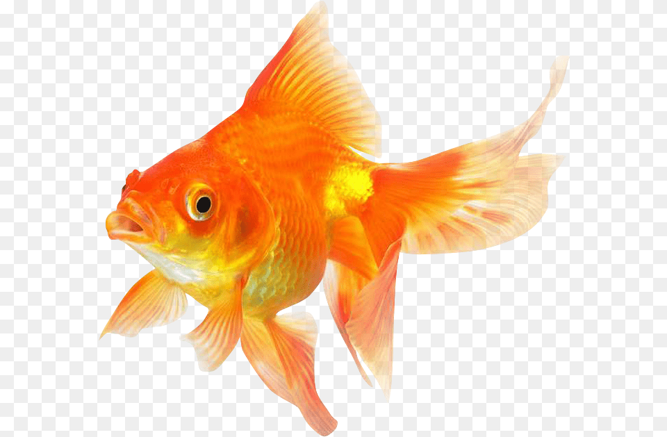Download Goldfish Transparent Image Transparent Background Gold Fish, Animal, Sea Life Png