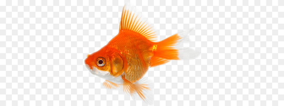 Download Goldfish Transparent Images Gold Fish, Animal, Sea Life Png Image