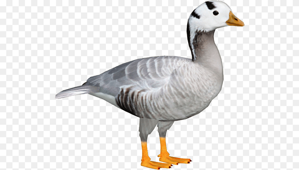 Download Goose File For Designing Projects Bar Headed Goose, Animal, Bird, Waterfowl, Anseriformes Free Transparent Png