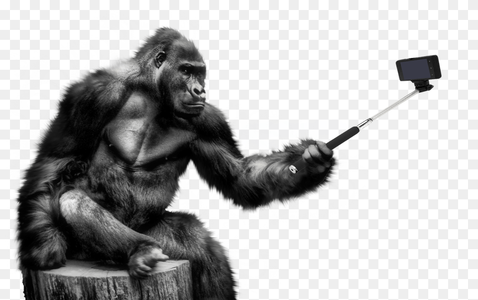 Download Gorilla Image For Gorilla, Animal, Monkey, Mammal, Ape Free Transparent Png
