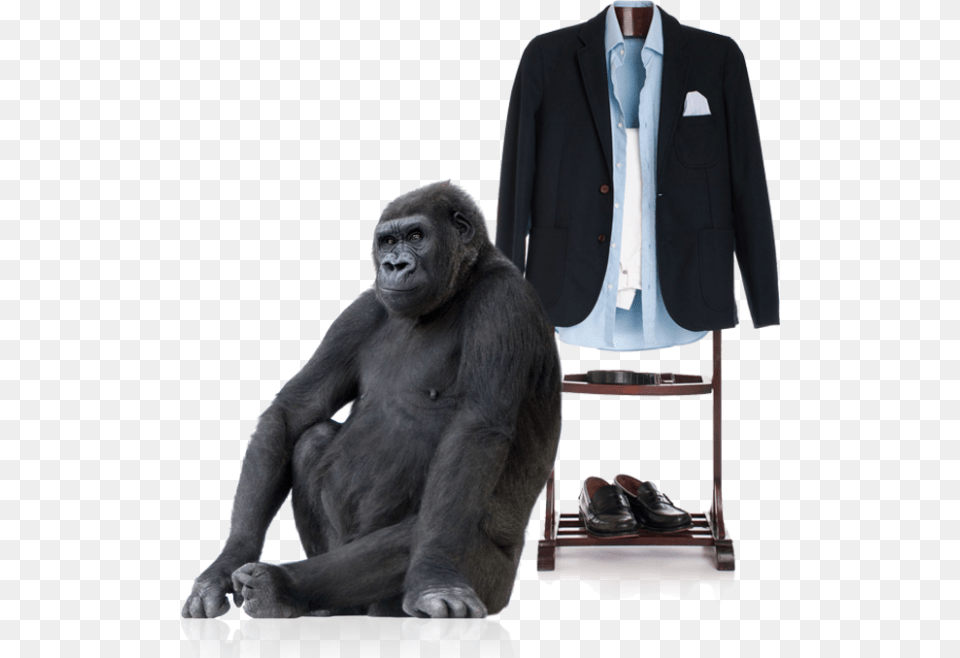 Gorilla Transparent Images Transparent Gorilla Sitting Down, Animal, Mammal, Jacket, Wildlife Free Png Download
