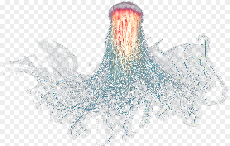 Download Gran Medusa Jellyfish With No Background, Animal, Sea Life, Invertebrate, Adult Png Image