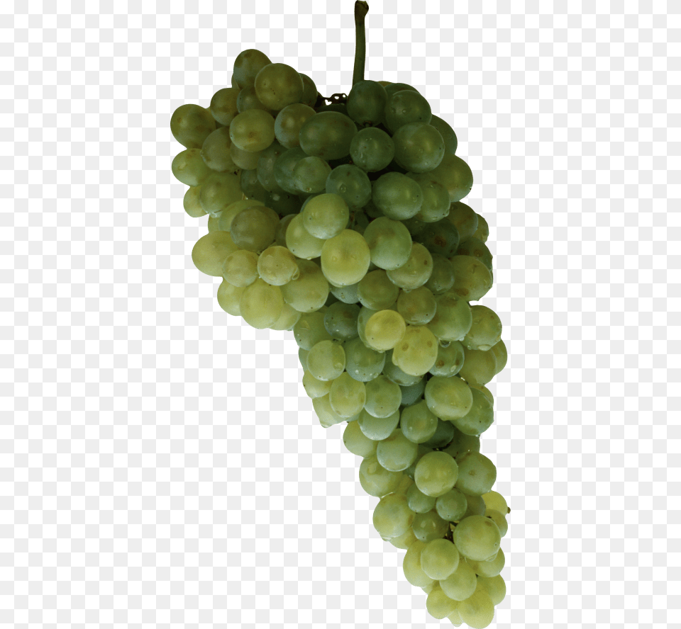 Download Grape Images Background Grape, Food, Fruit, Grapes, Plant Free Transparent Png