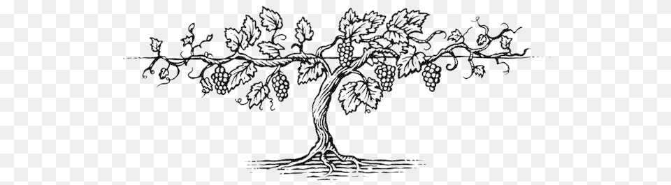 Download Grape Vine 92 Images In Collection Grape Vine Tree Drawing, Nature, Outdoors, Snow, Lamp Free Transparent Png