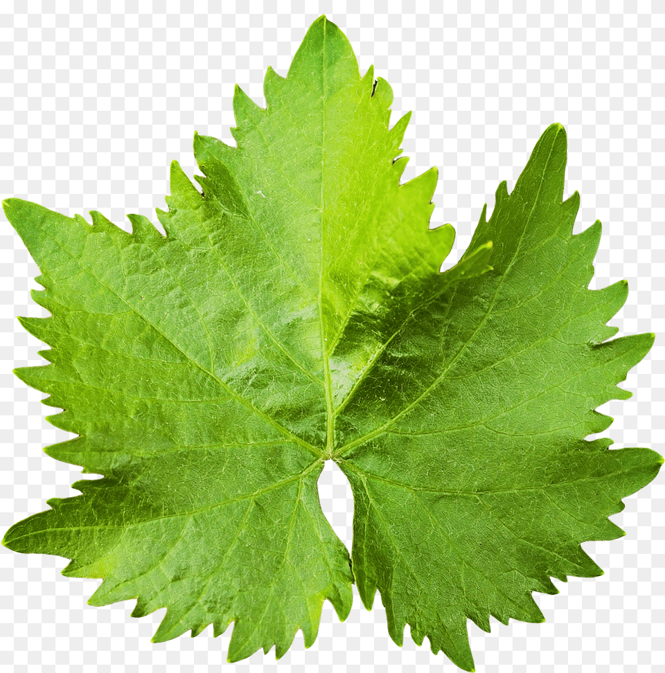 Download Grape Vine Leaf Image For Grape Leaf, Plant, Tree, Herbal, Herbs Free Transparent Png