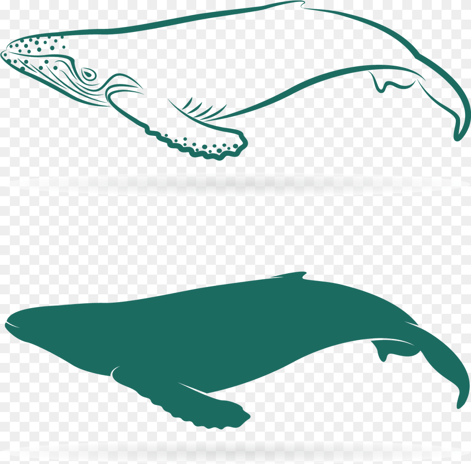 Download Graphic Sperm Whale Baleen Lovely Whales, Animal, Mammal, Sea Life, Fish Png Image