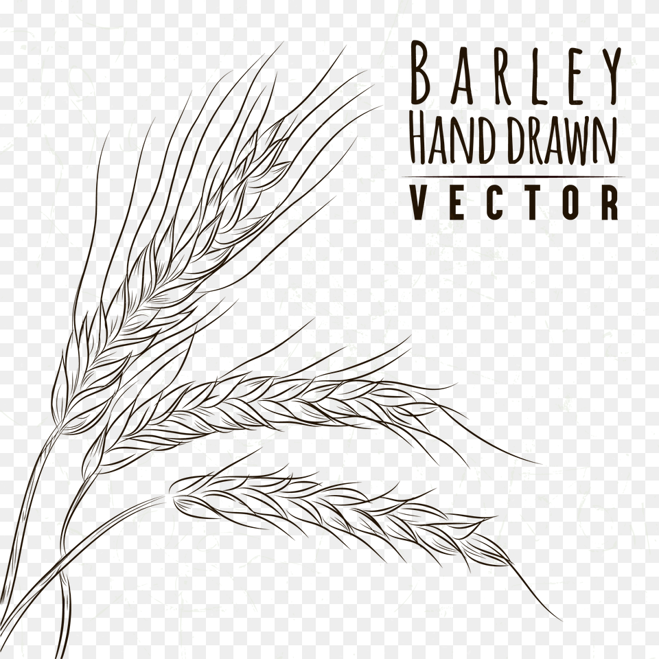 Download Grasses Drawing Line Art Sketch Hand Drawn Wheat Wheat Plant Drawing, Texture, Blackboard, Text Png Image