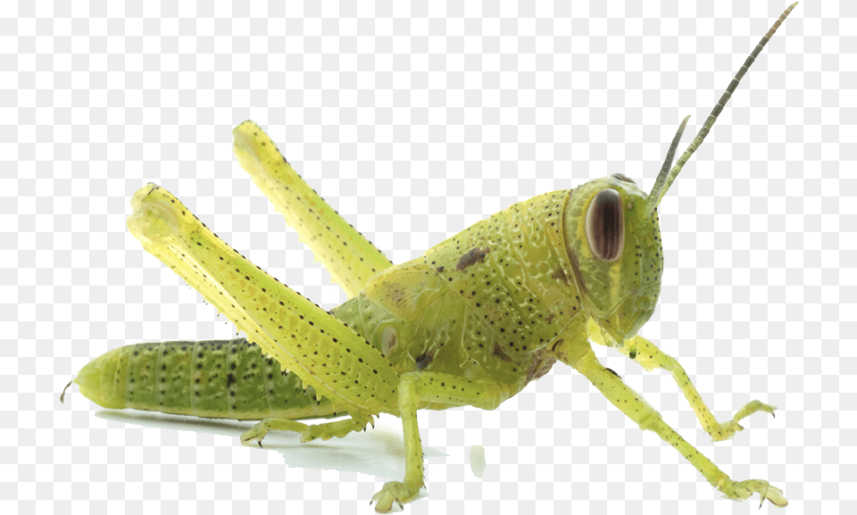 Download Grasshopper Grasshopper 1st Stage Nymph, Animal, Insect, Invertebrate, Cricket Insect Png Image