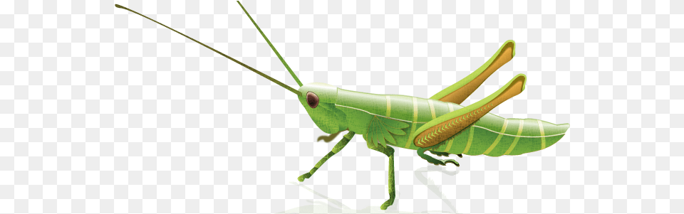 Download Grasshopper With Grasshopper Illustration, Animal, Insect, Invertebrate Free Transparent Png