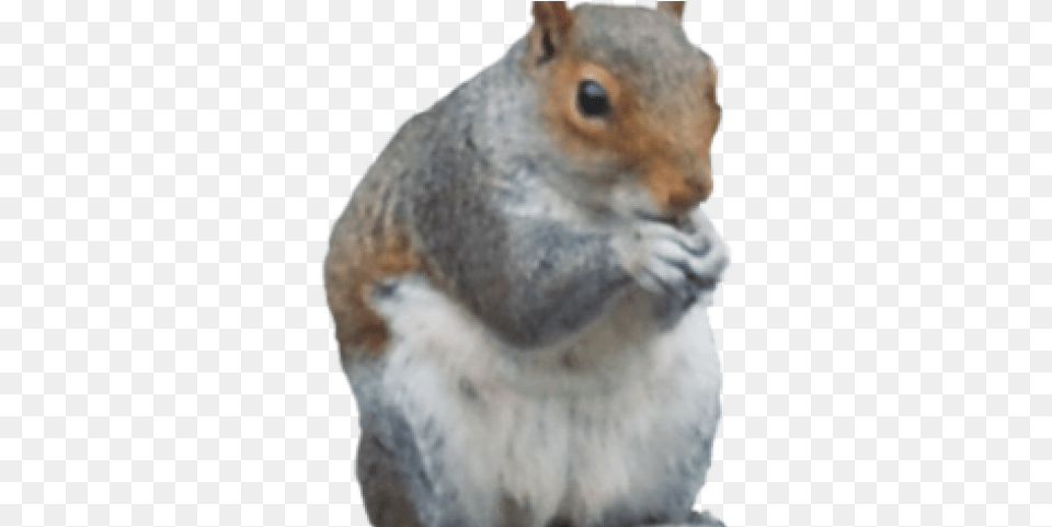 Download Gray Squirrel Clipart Fox Squirrel, Animal, Mammal, Rodent, Rat Png Image