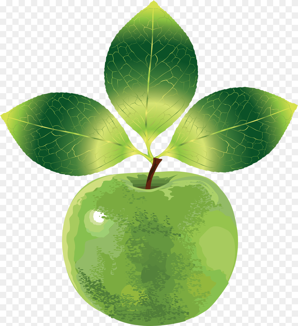 Download Green Appleu0027s Image For Free Clip Art, Food, Fruit, Leaf, Plant Png