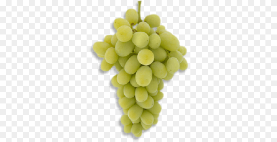 Download Green Grapes Pic Grape Full Size Anggur Autumn King, Food, Fruit, Plant, Produce Png