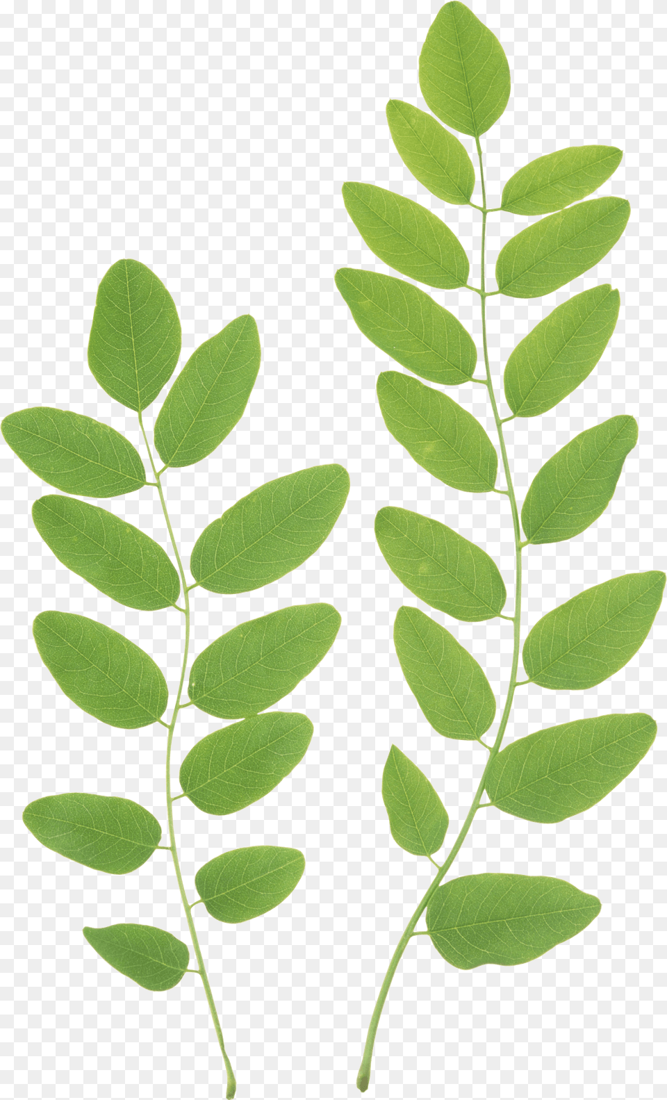Download Green Leaves Clipart Green Leaves, Astragalus, Flower, Leaf, Plant Png