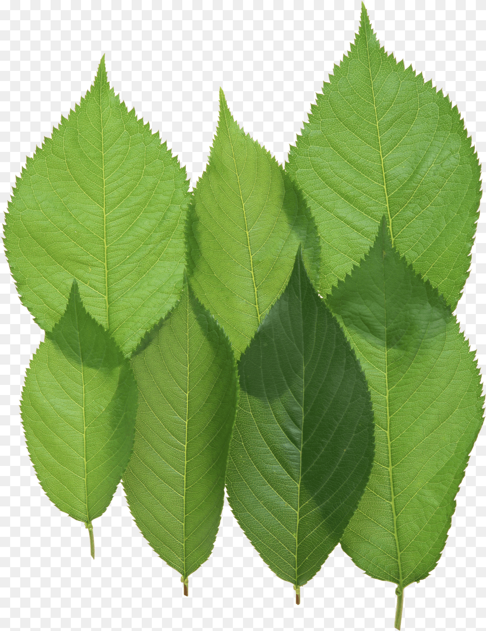 Download Green Leaves For Free Walnut Leaves Png Image