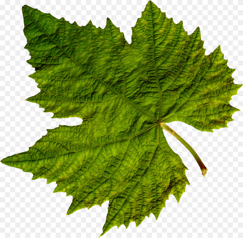 Download Green Leaves Image For Transparent Transparent Background Leaf, Oak, Plant, Sycamore, Tree Free Png