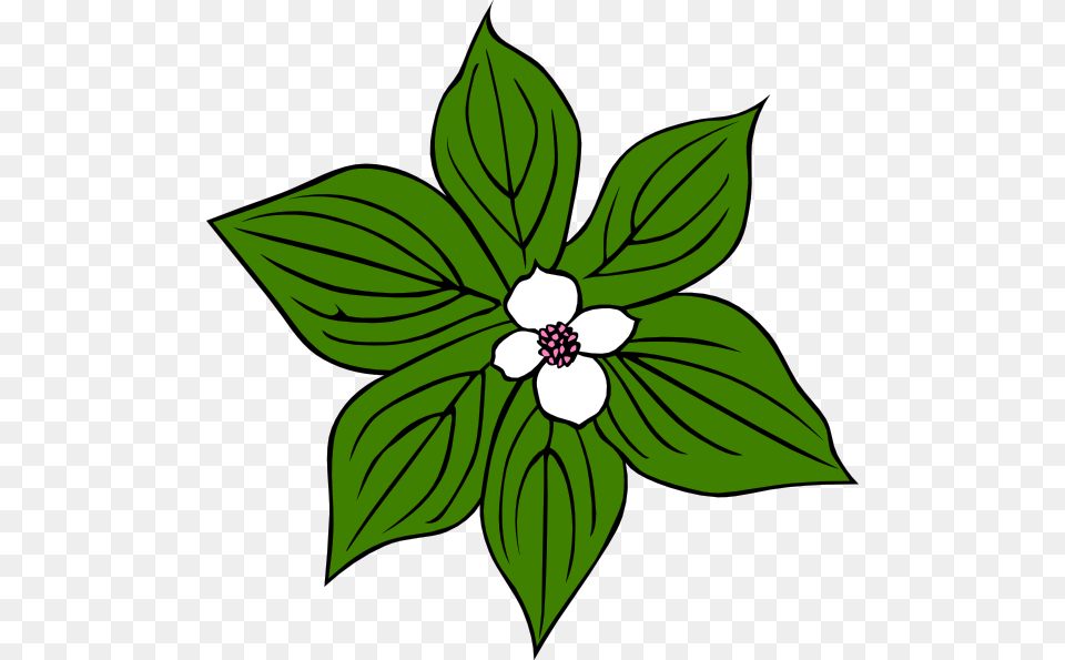 Download Green Plant With White Flower Clipart, Leaf, Annonaceae, Tree Png