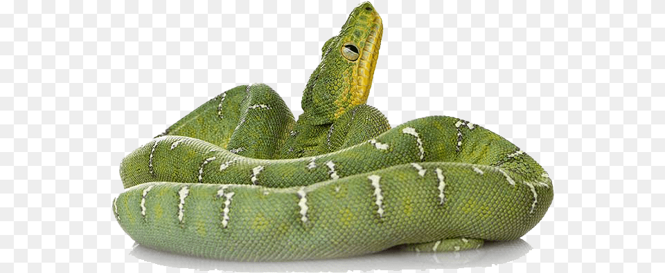 Download Green Snake File Hq Transparent Green Snake, Animal, Reptile, Green Snake Png