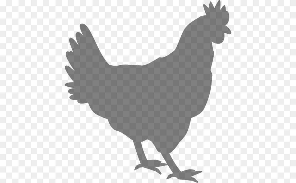 Download Grey Chicken Clipart, Animal, Bird, Fowl, Hen Png Image