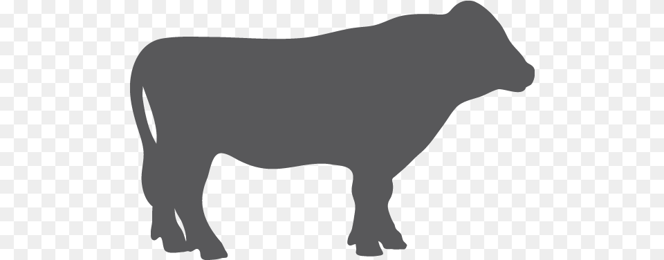 Download Grey Cow Icon Image Animal Figure, Bull, Mammal, Angus, Cattle Png