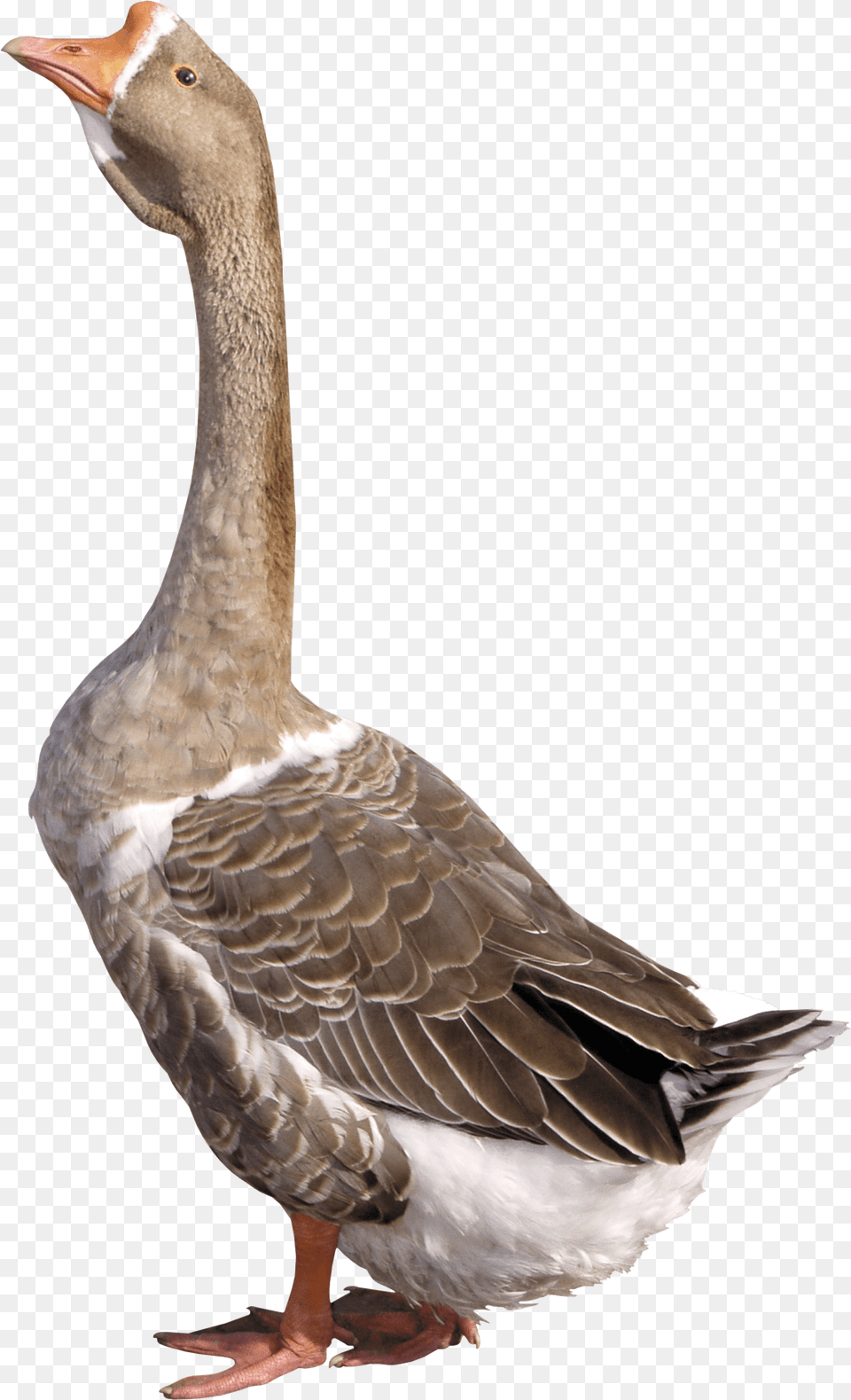 Grey Young Goose Image For Goose, Animal, Bird, Waterfowl, Anseriformes Free Png Download